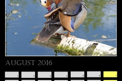 Kalender 1. Foto 2016